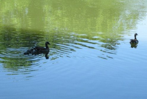 20170611-nt-kirchheim-06